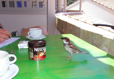 Vogel auf Tisch beim Frühstück in der Roudabay