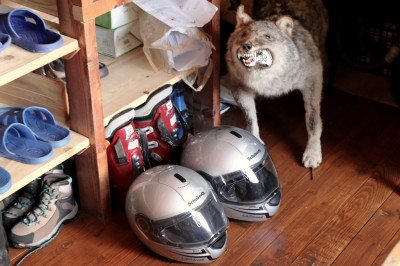 Zwei Motorradhelme vor Regal mit ausgestopftem Wolf
