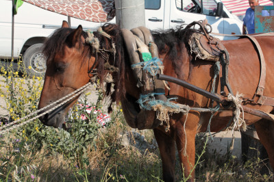 Ein angebundenes Pferd mit Geschirr steht am Straßenrand.