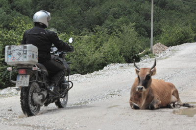 Motorradfahrer fährt langsam an einer, auf der Strasse liegenden Kuh vorbei.