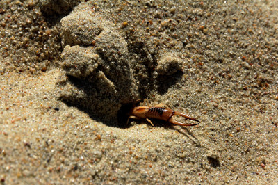 Sandohrwurm vergräbt sich im Sand