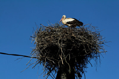 Storch im Nest auf Hausspitze