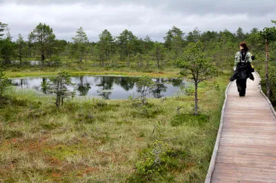Viru-Moor. Eines von vielen Mooren in Estland. Frau läuft auf Holzsteg durch das Viru-Moor.