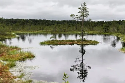 Viru-Moor. Eines von vielen Mooren in Estland. Moorlandschaft des Viru-Moors mit Baum in der Mitte.