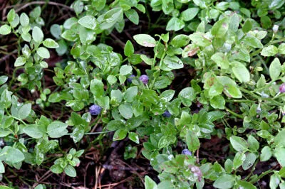 Heidelbeeren ohne Ende! Heidelbeeren ohne Ende!
