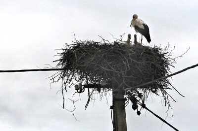 Storch sitzt in seinem Nest auf einem Telefonmast.