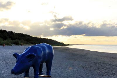 Blaues Schwein am leeren Strand von Roja