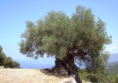 Blick auf einen sehr alten Olivenbaum in der antiken Stadt Sami