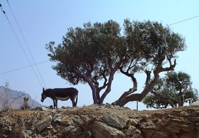 Esel mit Hund unter großem Olivenbaum
