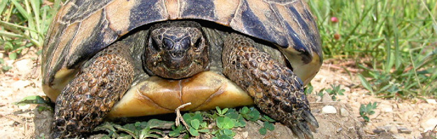Nahaufnahme Schildkröte