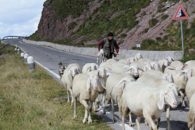 Eine Herde Schafe mit Schäfer auf der Straße am Croce Domini