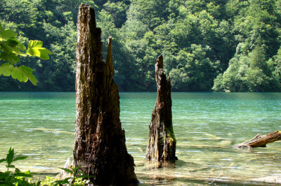 Zwei aus dem Wasser ragende Baumstümpfe in den Plitvicer Seen