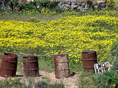 In gelb blühende Wiese mit verrosteten Blechtonnen als Absperrung bei den Dingli Cliffs