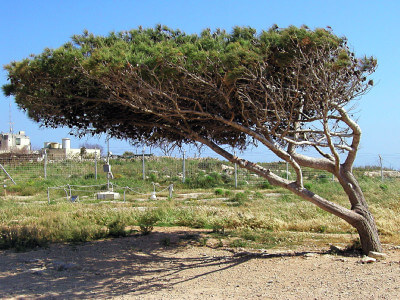 Vom Wind gebogener Baum in der Tempelanlage Hagar Qim
