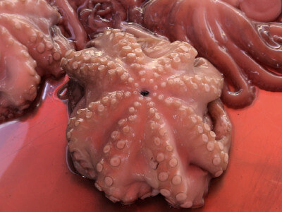 Roter Octopus zum Verkauf im Fischereihafen von Marsaxlokk