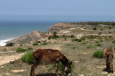 Zwei Esel steht auf einer kargen Landschaft direkt an der marokkanischen Atlantikküste