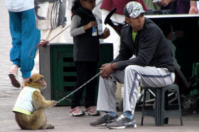 Mann sitzt auf Plastikstuhl und hält einen Affen an der Kette fest