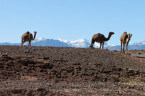 Kamele auf karger Landschaft neben Straße