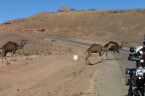 Kamele auf der Straße Richtung Quarzazate