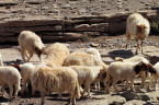 Etliche weidende Schafe auf karger Landschaft