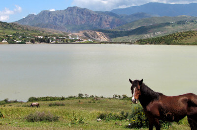 Pferd steht auf einer grünen Wiese vor einem See im Rifgebirge