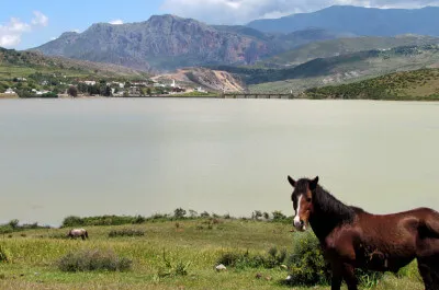Durch das Rifgebirge Pferd steht auf einer grünen Wiese vor einem See im Rifgebirge