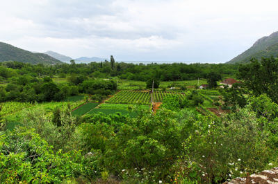 Blick nach unten auf ein Teil eines Weinanbaugebietes in Godinje
