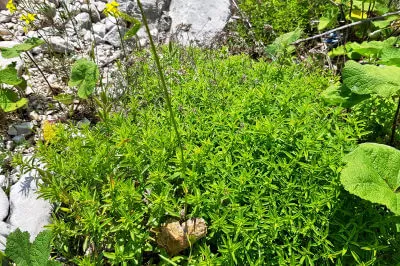 Oregano