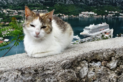 Eine Katze sitzt auf der Mauer vom Fort Sveti Ivan dahinter in der Ferne ein Kreuzfahrschiff im Hafen von Kotor