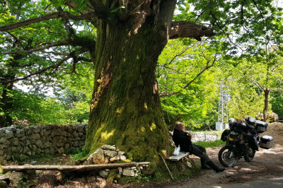 Motorrad und Fahrer machen Pause unter einem großen Esskastanienbaum am Skadarsee