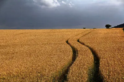 Blühende Gräser und Wiesen im Oppelner Land Blühende Gräser mit zwei Fahrspuren im Oppelner Land