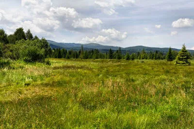 Unkultivierte Graslandschaft mit allen Arten von Fauna und Flora.