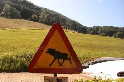 Waren die Kuhschilder gerade vergriffen? Nein, hier sind wirklich einzelne Elche eingewandert. Straßenschild vorsicht Elch und drunter Hinweis auf Honigverkauf