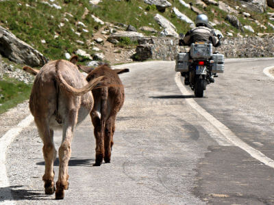 Motorrad überholt zwei Esel auf der Transfăgărășan