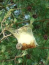 Seidenspinnerraupe Seidenspinnerraupe