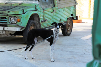 Hund steht vor grünem kleinen Lieferwagen
