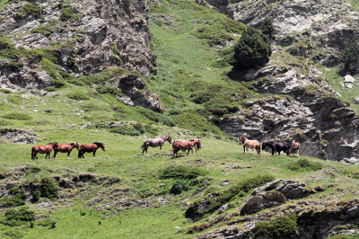 Weide mit Pferden im Vall de Núria