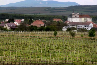 Weinberge soweit man blickt und im Hintergrund die Pollauer Berge