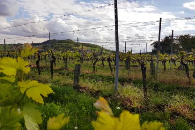 Mähren und Wein gehört untrennbar zusammen. Vergleichbar ist das mit der Pfalz.