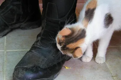 Apart Hotel Nar Die Hauskatze vom Apart Hotel Nar in Side schnüffelt am Motorradstiefel