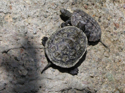 Zwei kleine Wasserschildkröten