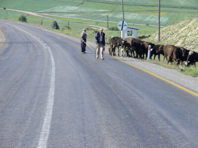 Straße mit Kühen am Rand in Zentralanatolien